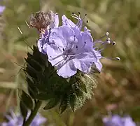 Phacelia tanacetifolia