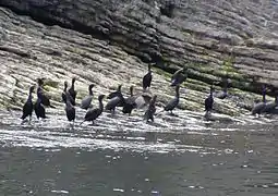 Cormoranes de doble cresta (Phalacrocorax auritus) cerca del cabo Bon-Ami