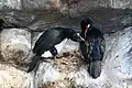 Un nido de cormorán de Magallanes (Phalacrocorax magellanicus)