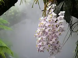 La orquídea Phalaenopsis philippinensis en el invernadero de niebla.