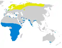 Distribución del combatiente Área de cría (amarillo)Área de invernada (azul)
