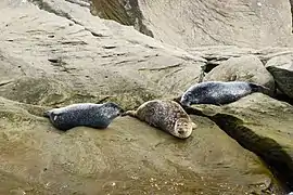 Focas comunes (Phoca vitulina) en la costa del cabo Gaspé.