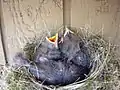 Polluelos en el nido