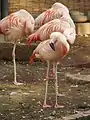 Phoenicopterus chilensis