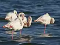 Flamenco común (Phoenicopterus roseus).