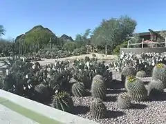 Diferentes especies de cactus en la exhibición del "Desert Botanical Garden of Phoenix".