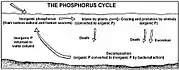 Diagrama del ciclo del fósforo