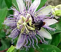 Pasionaria lila o Passiflora incarnata.