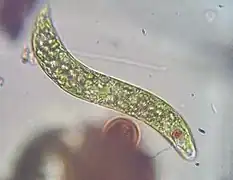 Monadoide (Euglena)