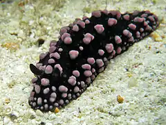 Phyllidiella nigra