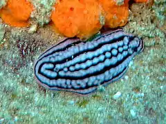 Phyllidiella zeylanica