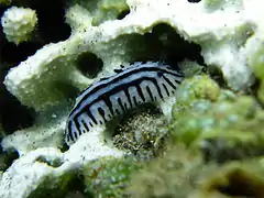 Phyllidiopsis sphingis