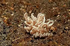 Phyllodesmium jakobsenae