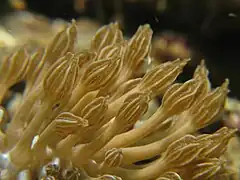 Ceras de Phyllodesmium rudmani imitando pólipos de Heteroxenia