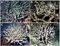 P. semoni (A, C) y modelos de imitaciones (B, D). B: Modelo para A: Anacropora sp.; D: Modelo para C: Porites cylindrica