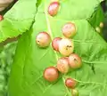 Agallas formadas por Phylloxera caryaeglobuli en hoja de Carya ovata