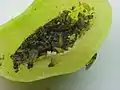 Interior de una agalla de Phylloxera perniciosa con adultos e inmaduros