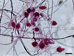 Phytophthora parasitica (Peronosporales)