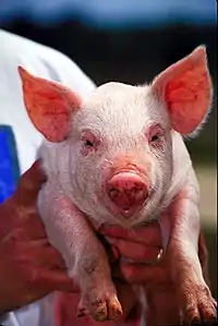 Sus scrofa de pelo blanco fino y piel rosada