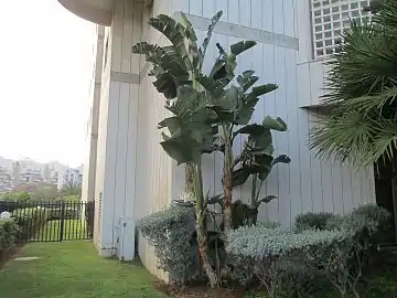 Strelitzia nicolai, la única arborescente del género.