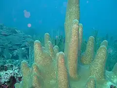 D. cylindrus  en arrecife interior, Barbados