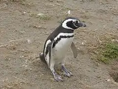 Pingüino de Magallanes o pingüino patagónico (Spheniscus magellanicus).