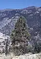 Joven pino de Jeffrey en Stanislaus National Forest, California.