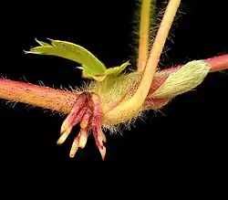 Raíz adventicia originada en un nudo del tallo de una planta estolonífera.