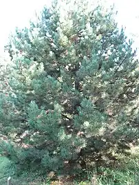 Pinus nigra.