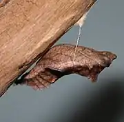 Battus philenor, pupa