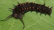 Larva de Battus philenor oscura