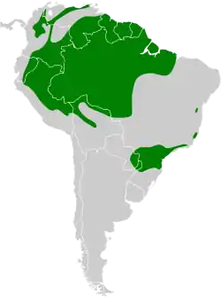Distribución geográfica del piprites verde.
