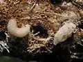 Pissodes notatus,larva y pupa