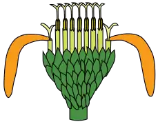 Capítulo: flores con perianto discoide (interiores), rayos (externas). Del interior al exterior y de arriba abajo: Blanco, ápice del gineceo (el estilo con dos ramas). En amarillo fuerte: ápice de los estambres (anteras unidas formando un tubo). Amarillo claro y naranja: perianto gamopétalo (incluyendo la larga lígula del rayo). Verde oscuro: filarios.