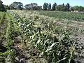 Plantación de verduras.