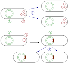 Dibujo comparativo de la actividad de los plásmidos