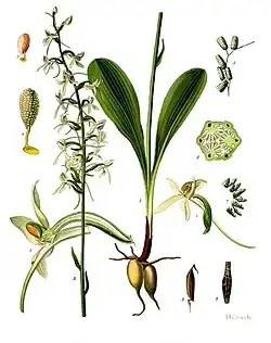 Platanthera bifolia (L.) Rich.