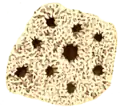 Superficie del coenesteum de Millepora ampliado 80 veces: alrededor del gastroporo se ubican 8 dactyloporos. El diámetro mayor del conjunto de poros es de 1,5 mm. Ilustración de 1881.