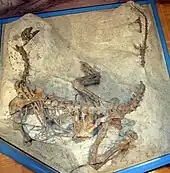 Fotografía del esqueleto del dinosaurio en vista dorsal. Está parcialmente incrustado en la roca, por lo que todos los huesos están en la posición en que se encontraron. El animal yace sobre su vientre, el cuello y la cola se curvan de modo que la forma general recuerda a una letra U, con las extremidades dobladas y extendidas hacia los lados, mientras que su brazo derecho está enterrado bajo el tronco, y la parte superior del brazo se extiende hacia afuera. El antebrazo izquierdo no es visible, dado que apunta hacia abajo, en el sedimento. La caja torácica está parcialmente destrozada, y las costillas y la gastralia están dispersas, pero los huesos de la espalda están intactos. La cola muestra una abertura en donde los huesos fueron destruidos durante su descubrimiento.