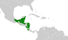 Distribución geográfica del picoplano rabón.