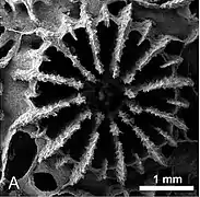 Vista calicular de coralito de P. versipora con microscopio digital a 99x
