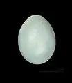 Huevo de Ploceus cucullatus.