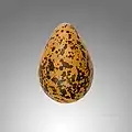 Huevo de Pluvialis squatarola