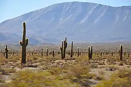 Parque nacional Los Cardones, Salta