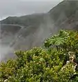 Vegetación cerca del cráter. Se distingue la planta conocida como "sombrilla de pobre".