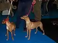 Podenco andaluz