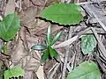 Podocarpus elatus creciendo en el bosque lluvioso litoral sobre la arena