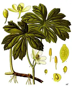 Podophyllum peltatum L.