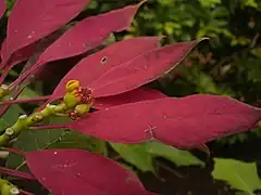 Poinsettia