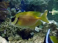 S. corallinus en acuario